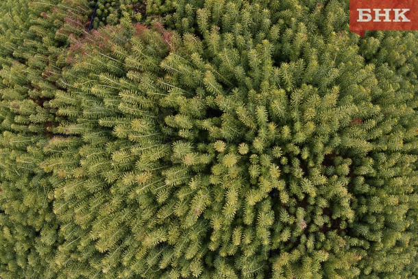 Пять инвестпроектов по освоению лесов в Коми планируют отнести к приоритетным