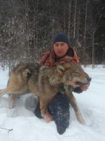В Сыктывдинском районе убили волка, терроризировавшего Пичипашню