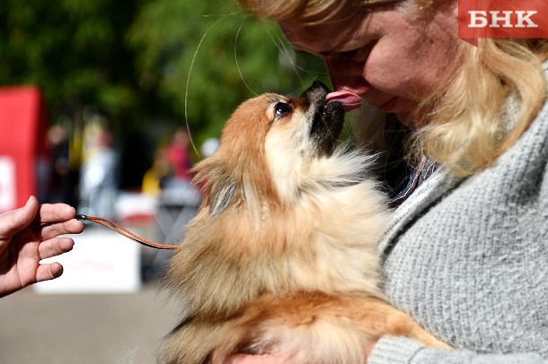 Россиян предупредили о распространяющейся через собак смертельной болезни