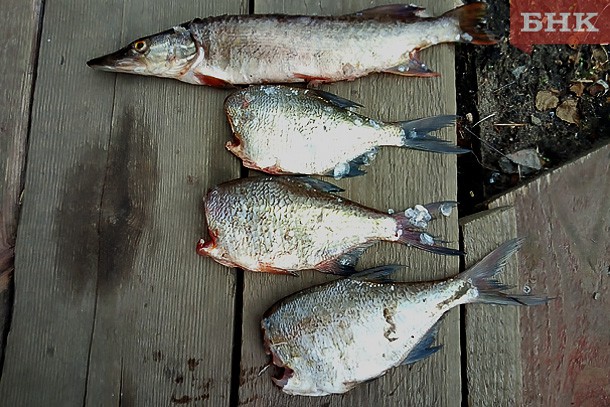 Рыбакам Коми подсказали, как наладить сбыт «серой» рыбы