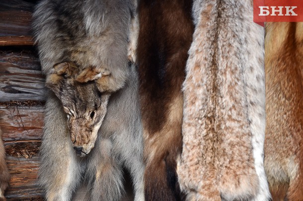  В Коми необходимо как минимум на четверть сократить численность волков