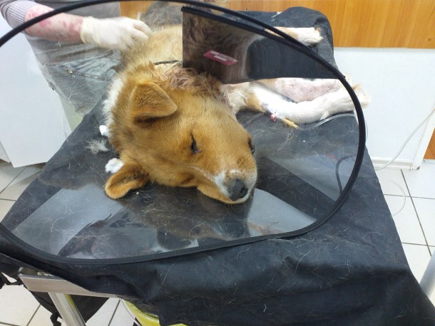 Ветеринары и волонтеры спасли устоявшую в схватке с волком собаку