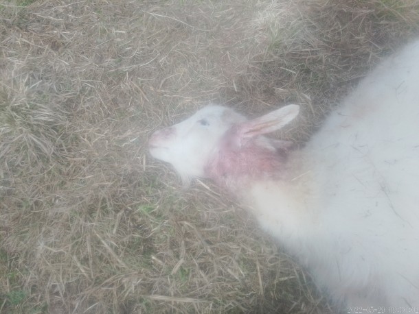 В Парчеге расстреляли коз