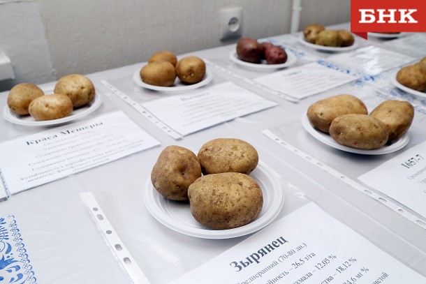 Коми планирует достичь 100-процентной обеспеченности собственным картофелем