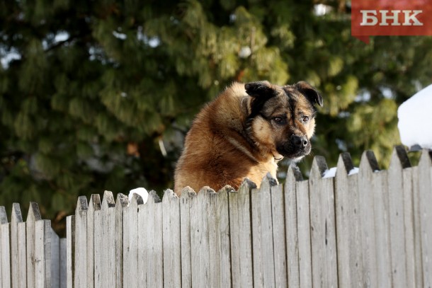 Суд обязал мэрию Ухты выплатить 50 тысяч рублей в пользу покусанного собакой ребенка