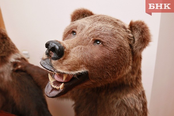 Разгуливавший на Краснозатонском кладбище медведь был застрелен	