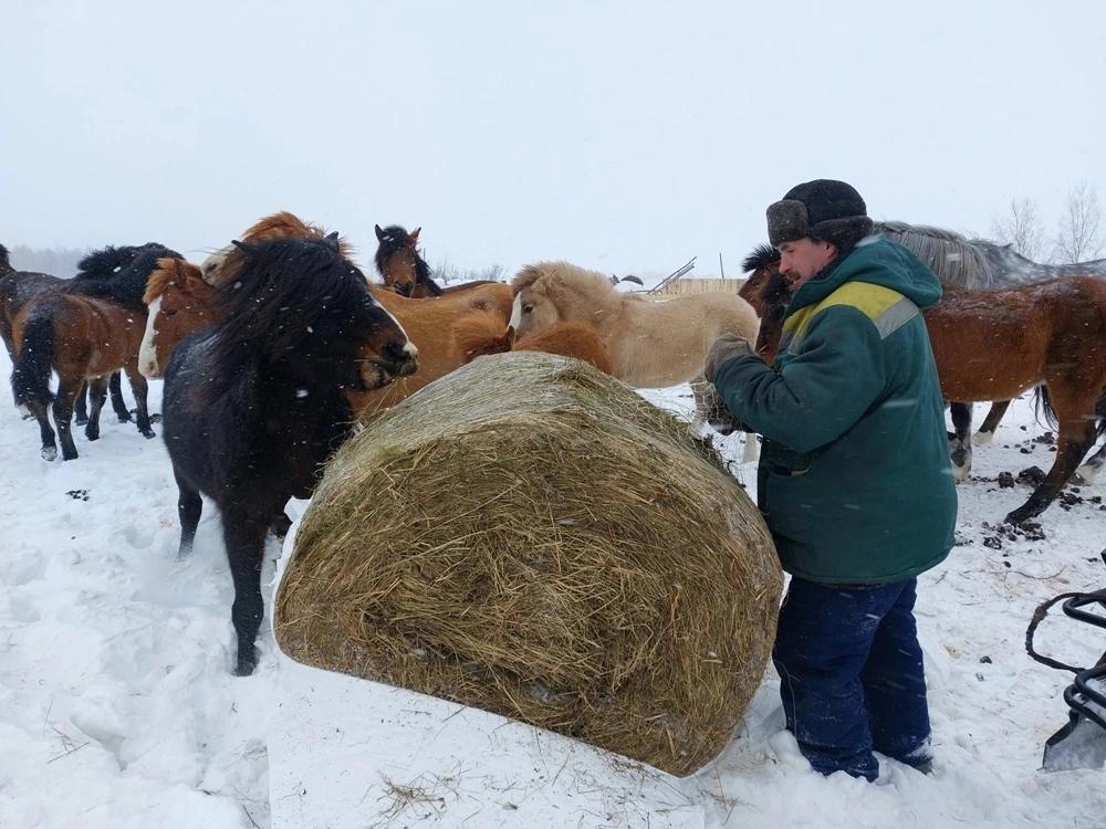 Фермеры из Медвежки: «Табунные лошади — это как мечта, сама свобода»