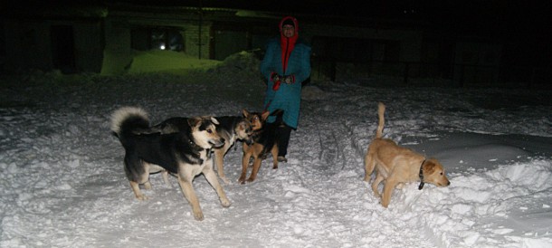 Воркутинцы активно забирают собак из приюта - власти грозят усыпить животных