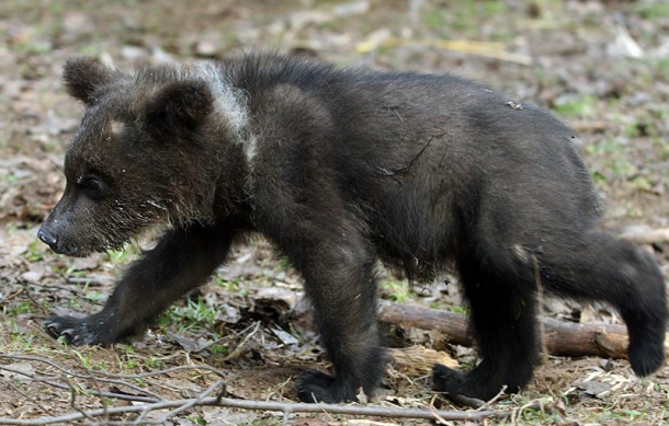 Ухтинский медвежонок набирает вес под присмотром специалистов Центра спасения медведей IFAW
