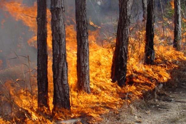 Коми расскажет всей России о дефиците средств на тушение лесных пожаров