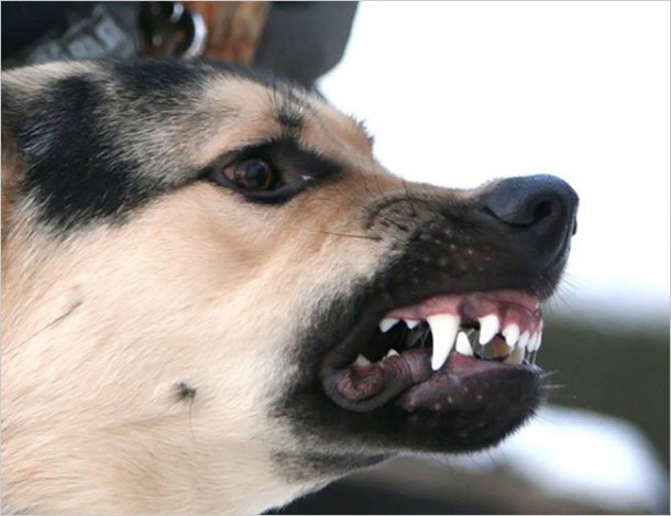 В Усинске бойцовский пёс загрыз  щенка на глазах детей
