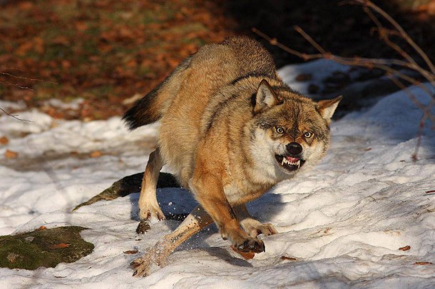 Охотоведы Коми предлагают премировать охотников за отстрел волков 