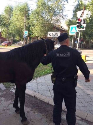 Лошадь едва не спровоцировала аварийную ситуацию на улице Кирова в Сыктывкаре