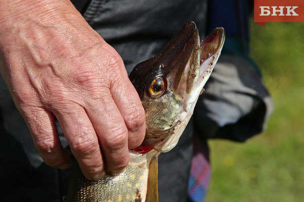 Более трех тонн ценной рыбы изъяли инспекторы рыбоохраны в Усть-Цильме