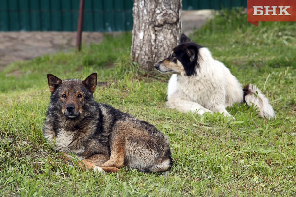 С начала года в Коми отловили 900 безнадзорных собак
