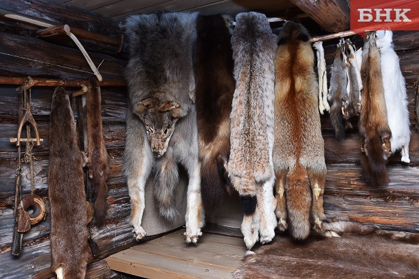 Охотиться на волков в тайге очень сложно – зампред общества охотников Коми Дмитрий Дробато