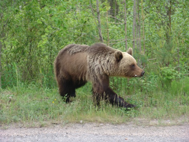 В Коми отстрелили представлявших опасность для людей медведей