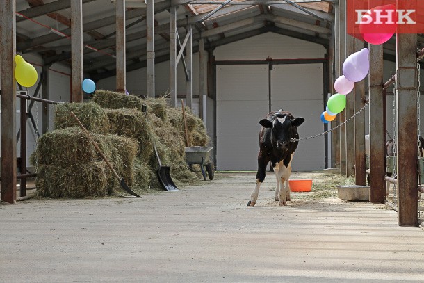 В Усть-Куломе открылась молочная ферма
