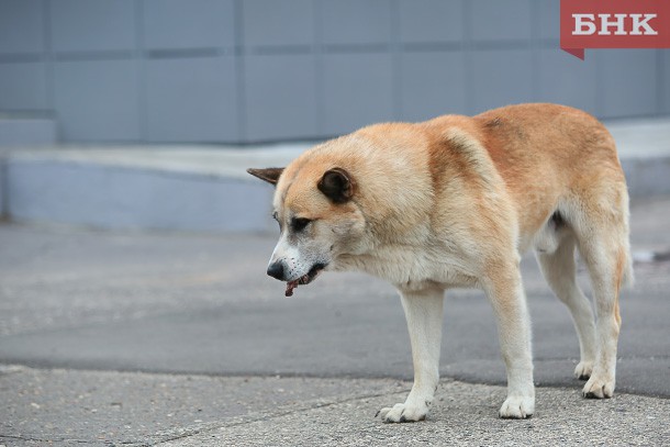 В Печоре до конца года отловят еще 40 бродячих собак