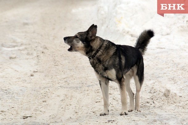 Три муниципалитета Коми ищут подрядчиков для отлова собак