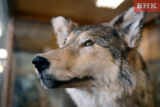 В Коми отстрелили 40 волков
