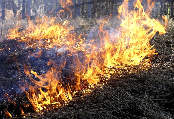 Сыктывкарцев позвали тушить лесные пожары