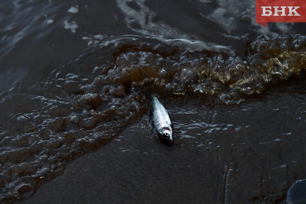 На реке Вымь запретят спортивную и любительскую рыбалку на четыре года