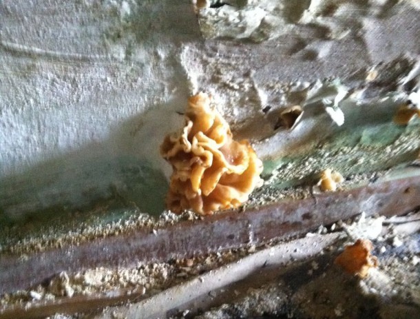 В интинском общежитии выросли съедобные грибы