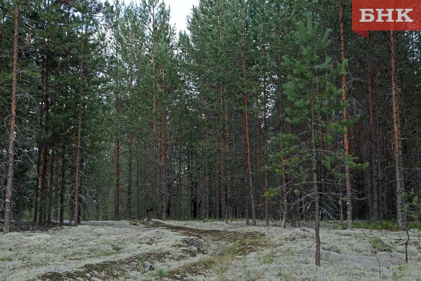 В Коми возбудили 21 уголовное дело о незаконной рубке леса