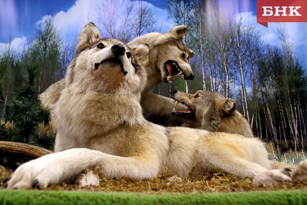 Поселок в Коми «охраняют» четыре волка и медведь