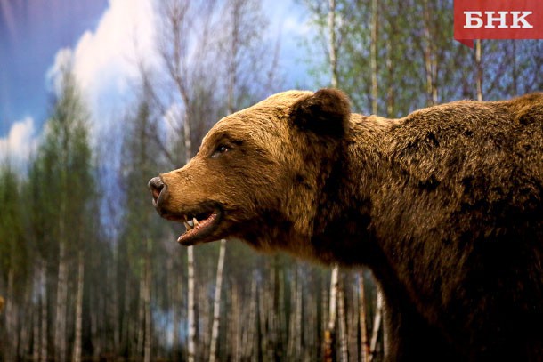 В Коми отрегулируют численность медведей