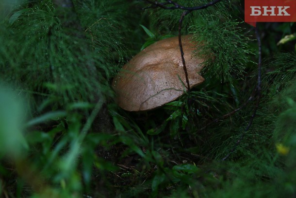 Ученые Коми дали прогноз на грибной сезон